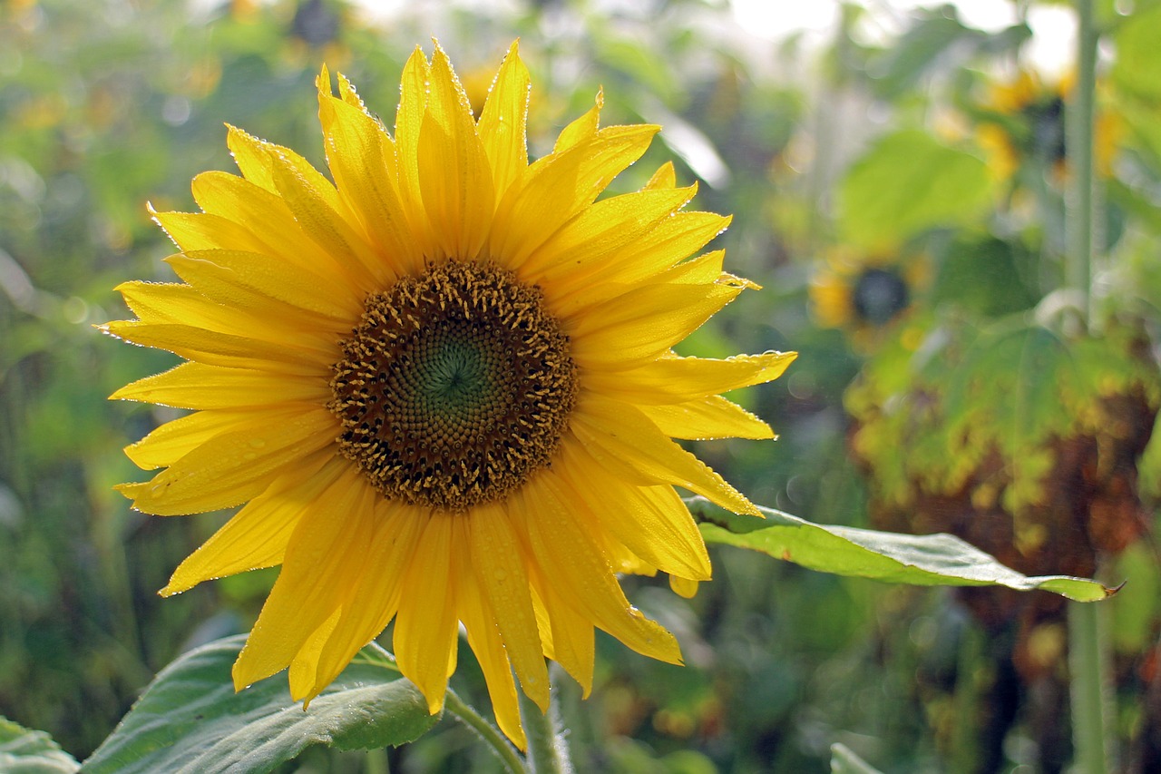 sun flower flower yellow free photo