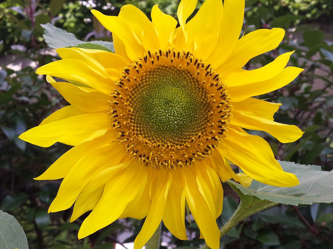 sun flower flower yellow free photo