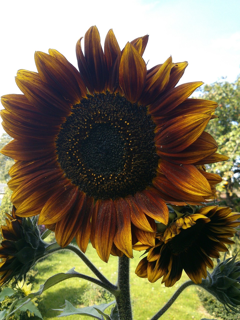 sun flower yellow garden free photo