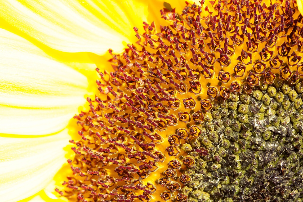 sun flower helianthus annuus flower free photo