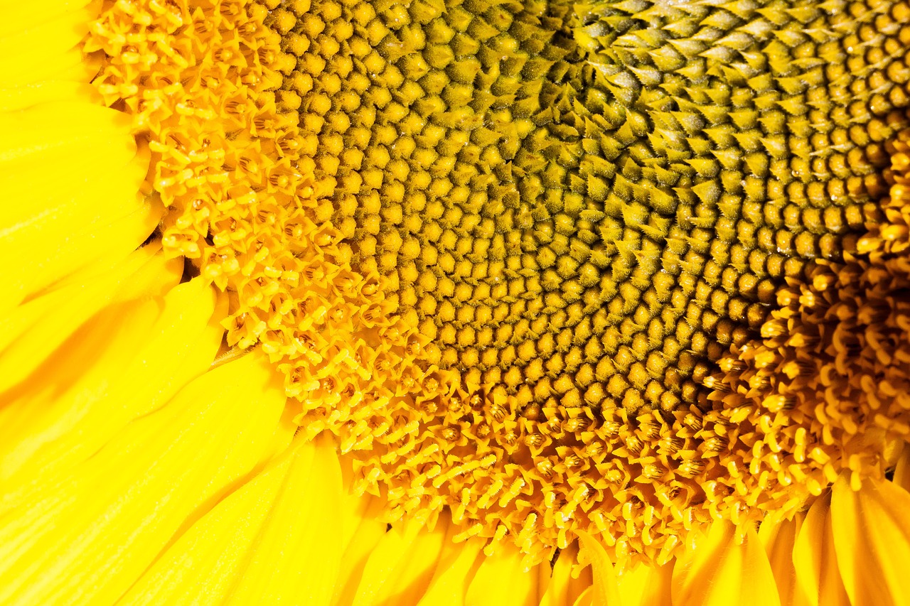 sun flower helianthus annuus flower free photo