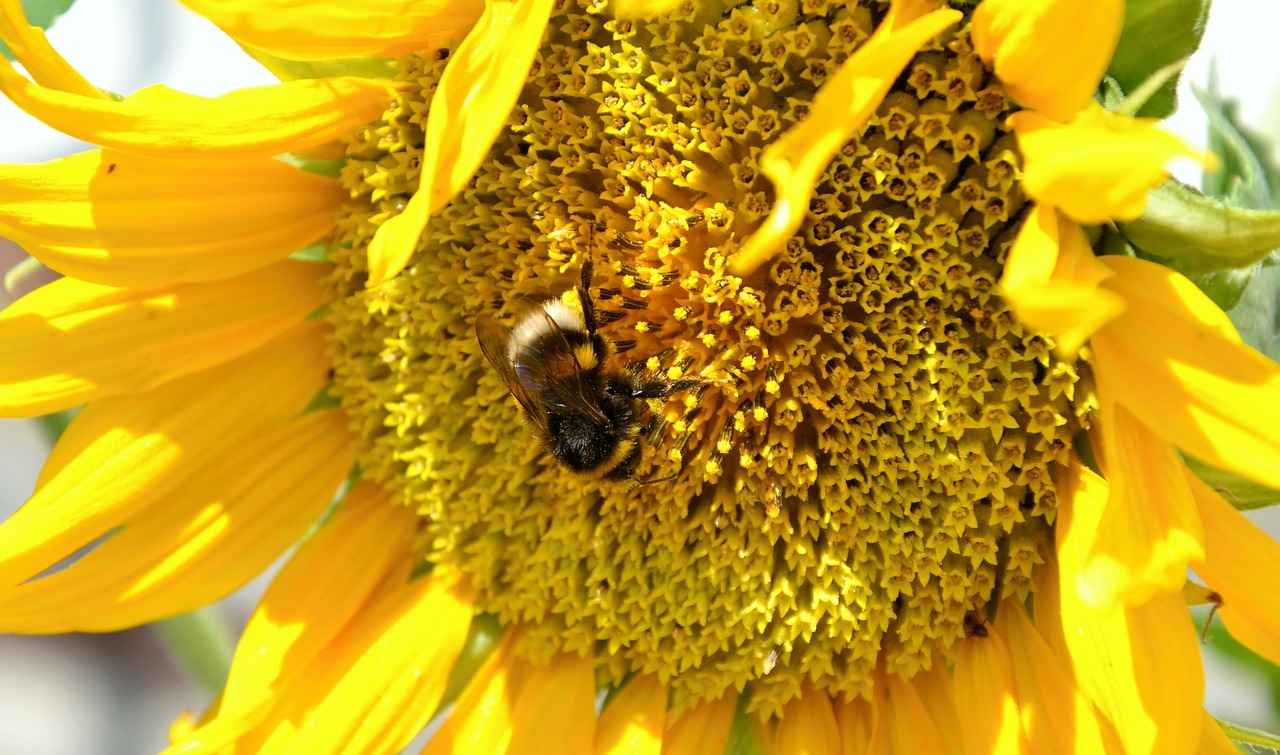 sun flower hummel summer free photo