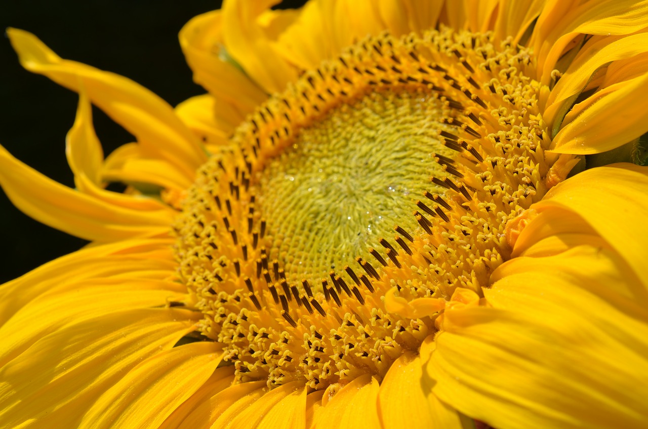 sun flower blossom bloom free photo