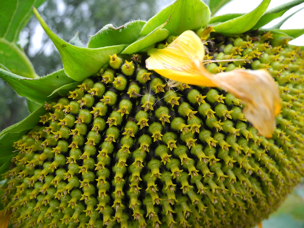 sun flower blossom bloom free photo