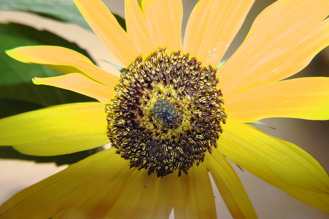 sun flower seeds yellow free photo