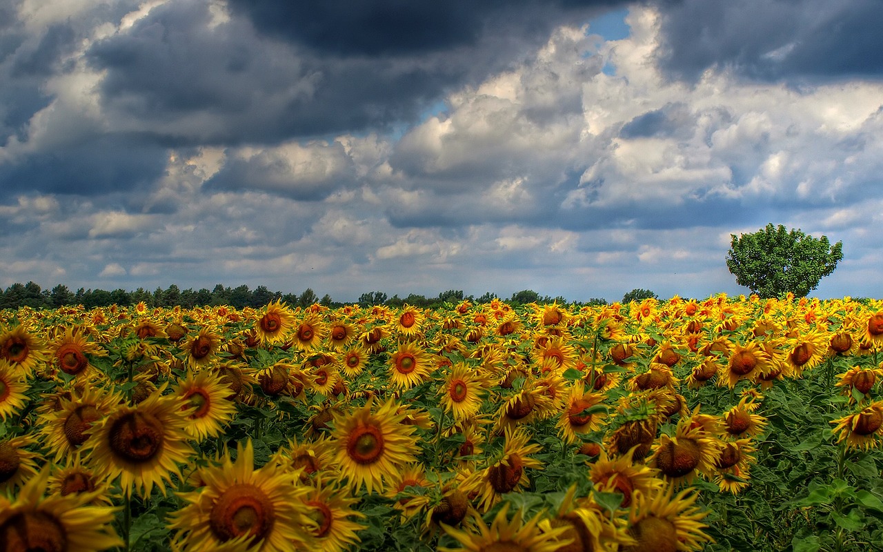 sun flower field clouds free photo