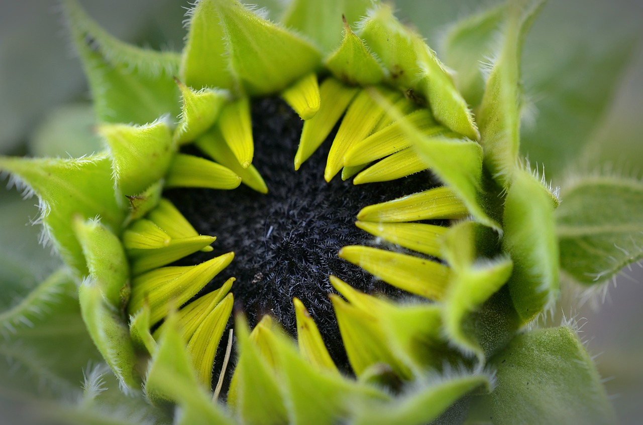 sun flower flower plant free photo