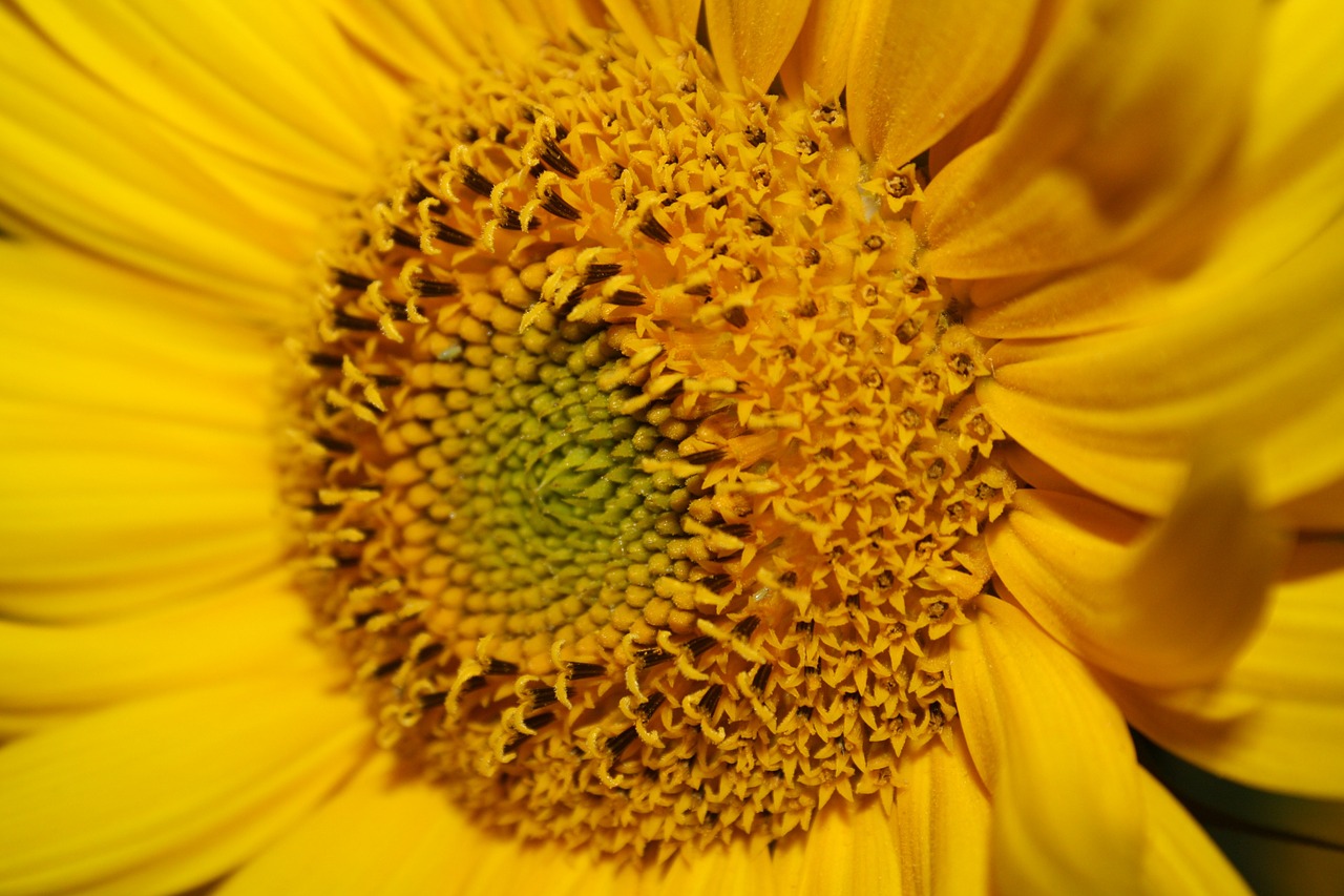 sun flower yellow blossom free photo