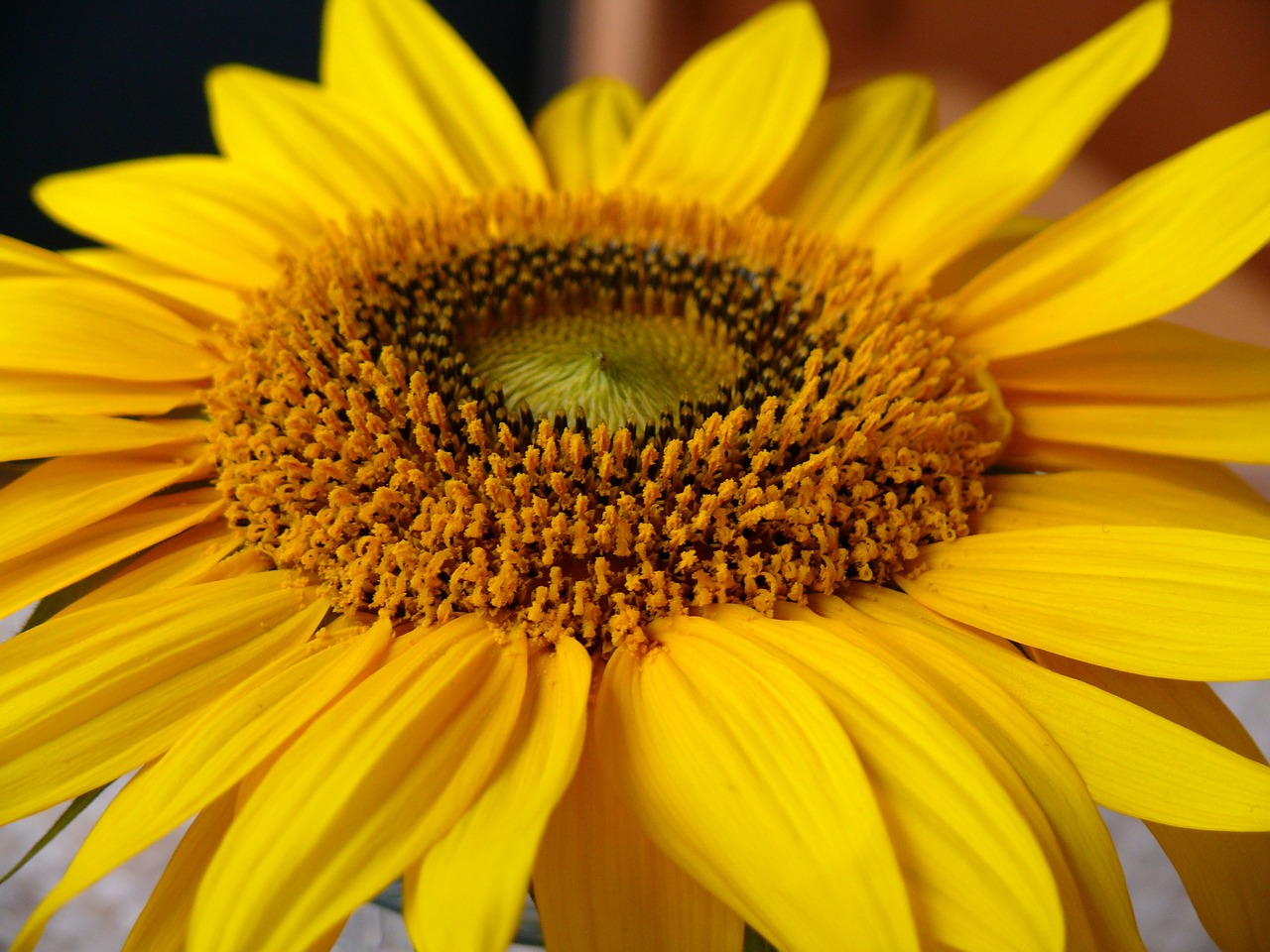 sun flower yellow yellow flower free photo