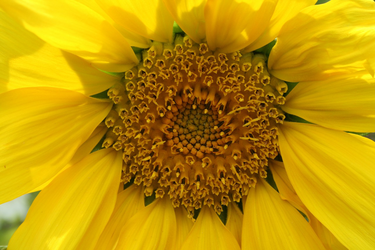 sun flower yellow blossom free photo