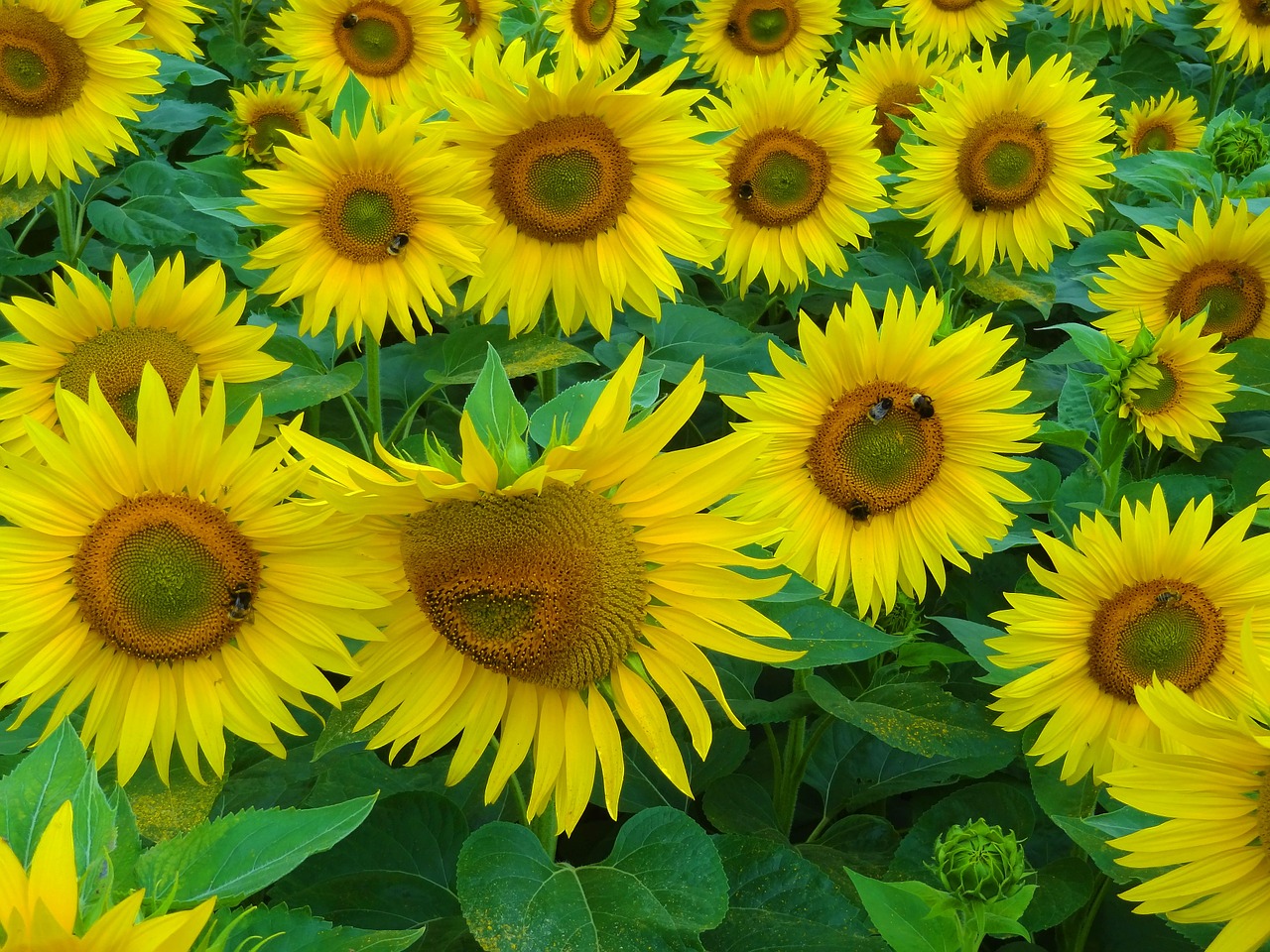 sun flower summer bees free photo