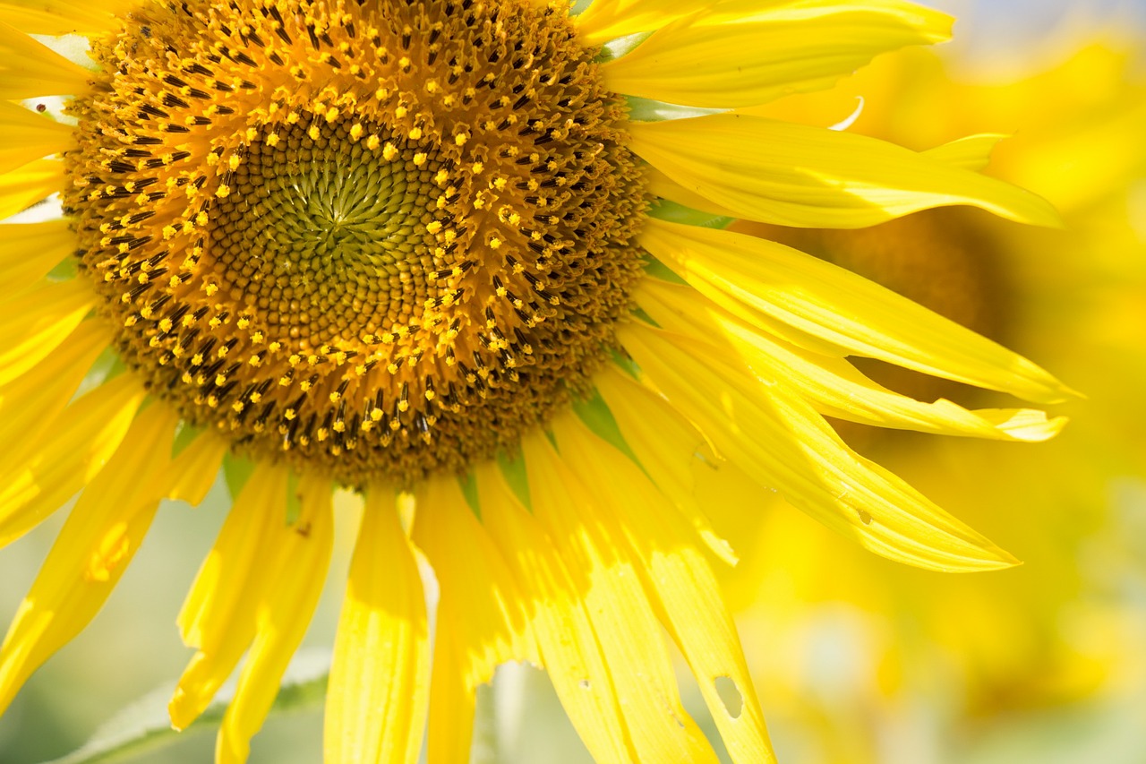 sun flower sunny sun free photo