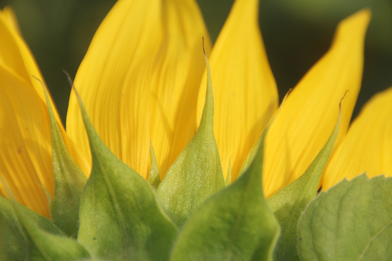 sun flower petals blossom free photo