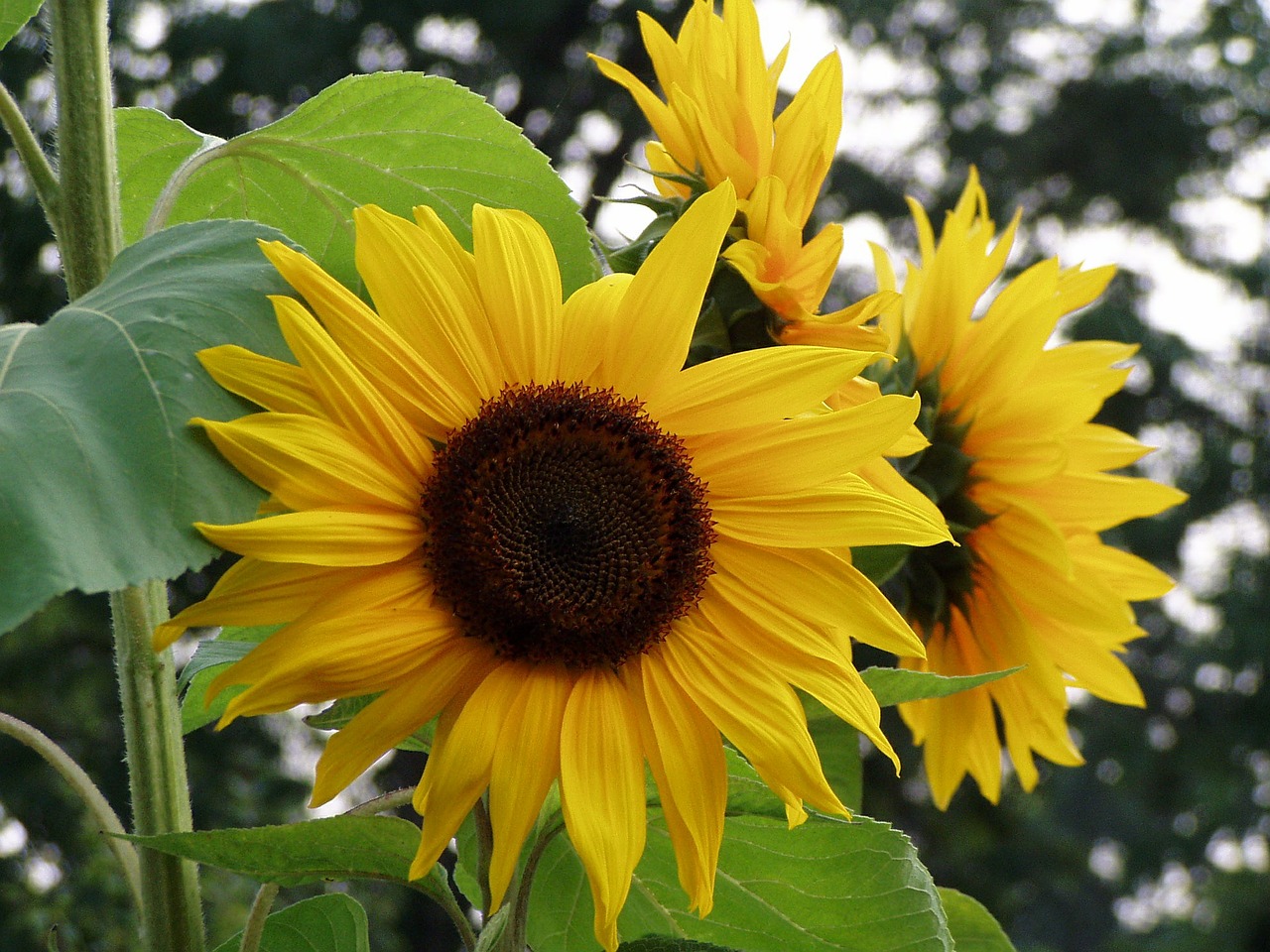 sun flower nature flowers free photo