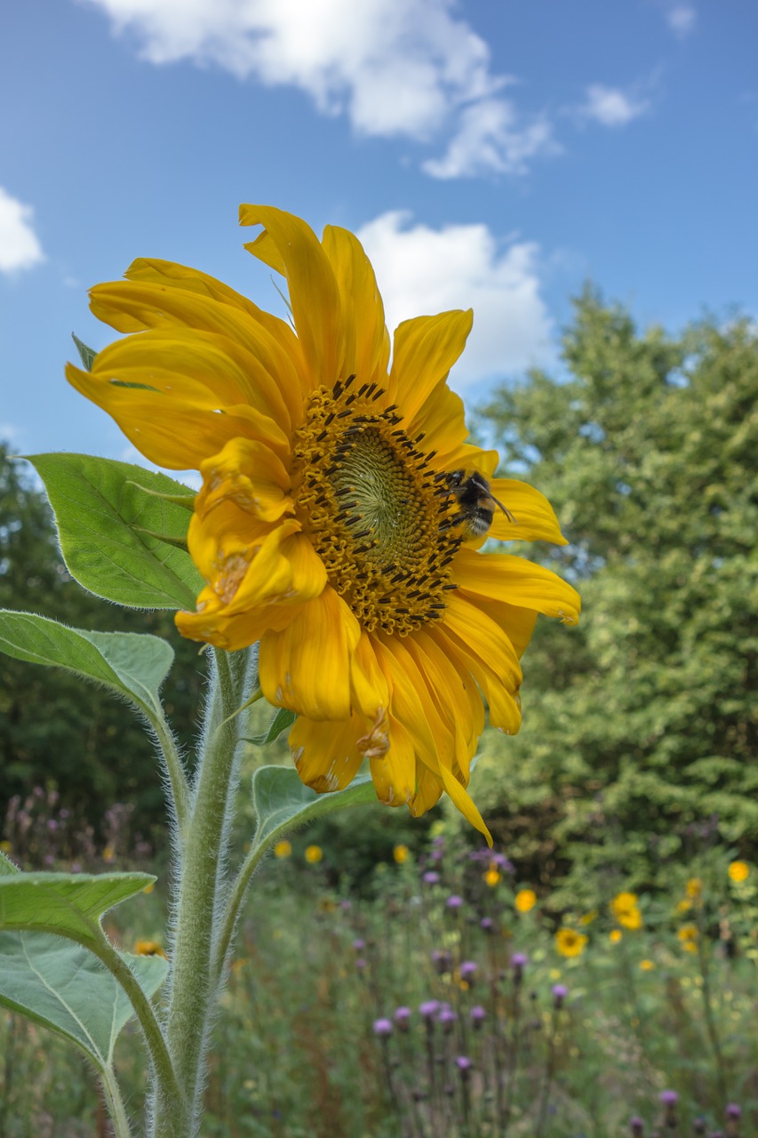 sun flower blossom bloom free photo