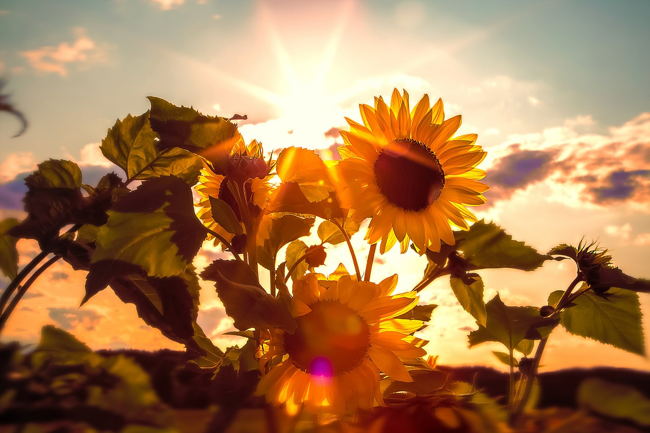 sun flower back light yellow flower free photo