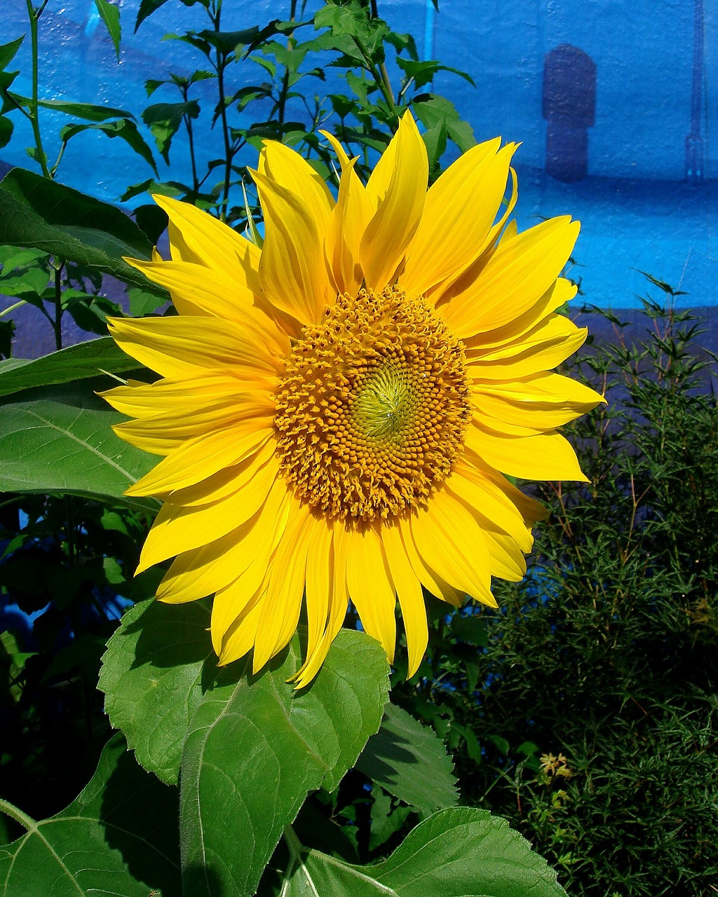 sun flower bloom petals free photo