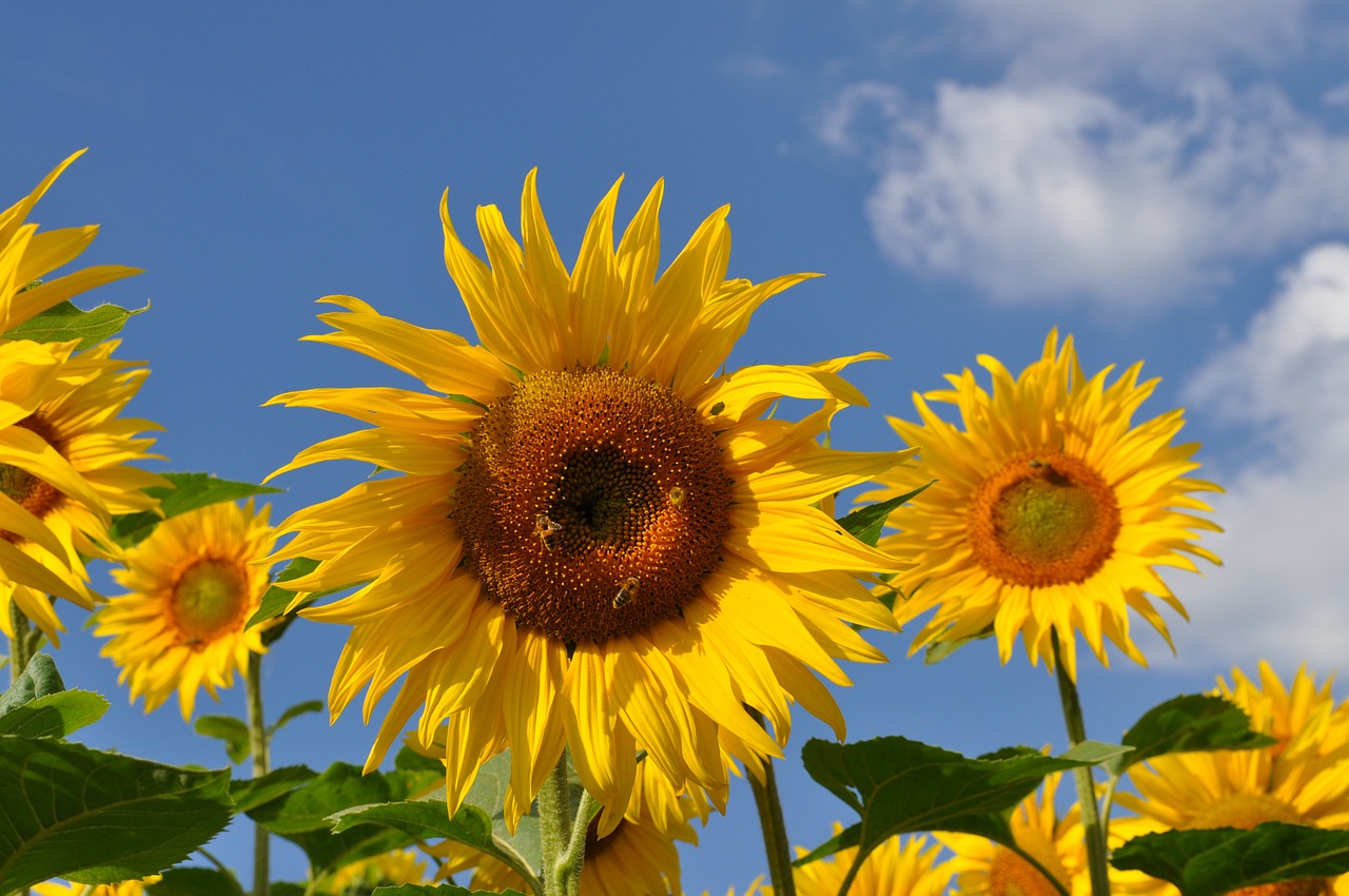 sun flower bee nature free photo