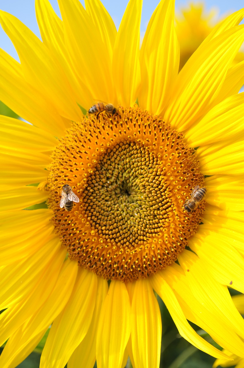 sun flower bee nature free photo