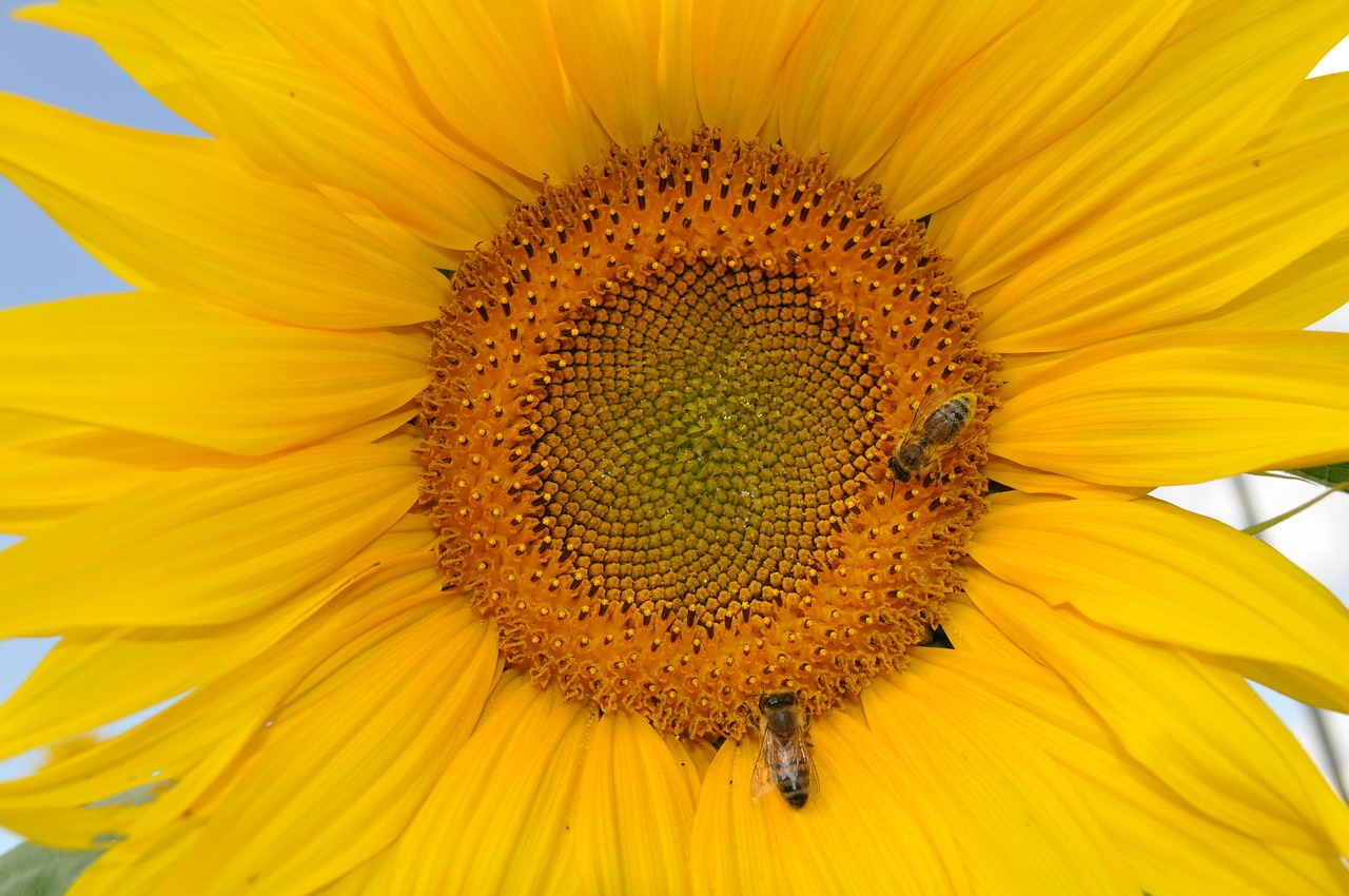 sun flower bee nature free photo