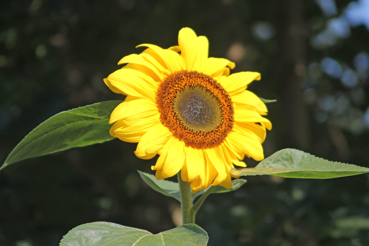 sun flower nature yellow free photo