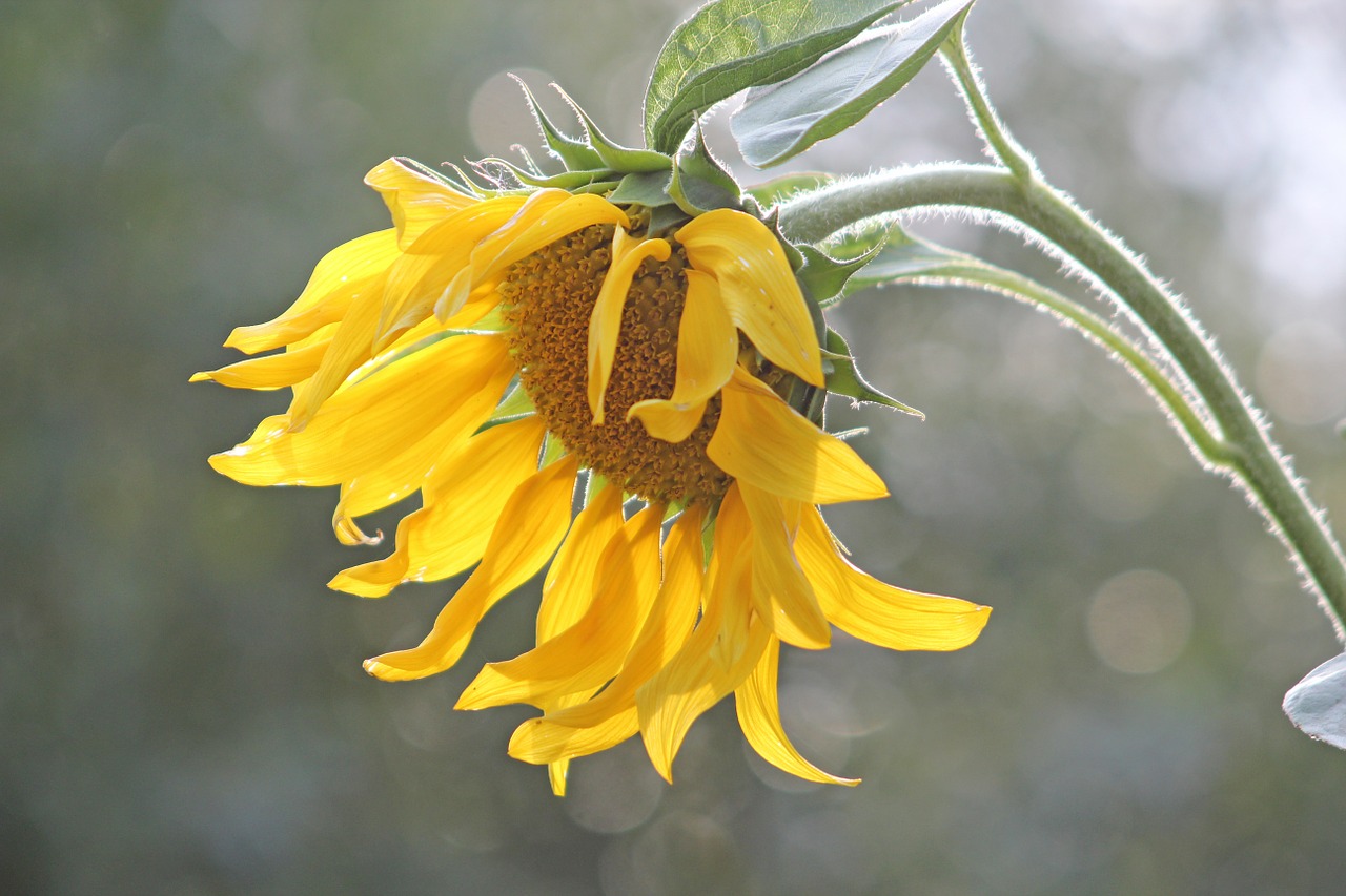 sun flower nature plant free photo