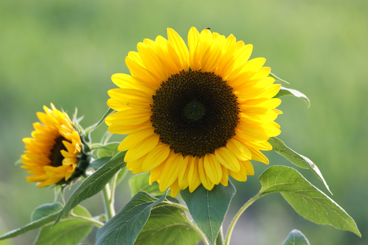 sun flower yellow blossom free photo