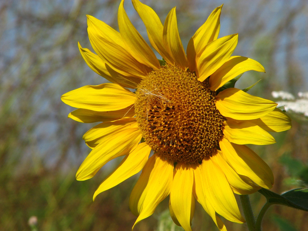 sun flower flower summer free photo