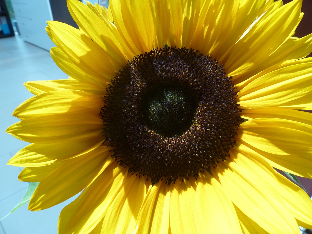 sun flower summer flower free photo