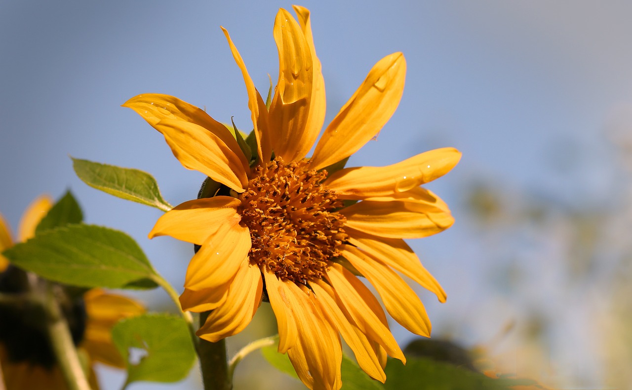 sun flower sky blue free photo