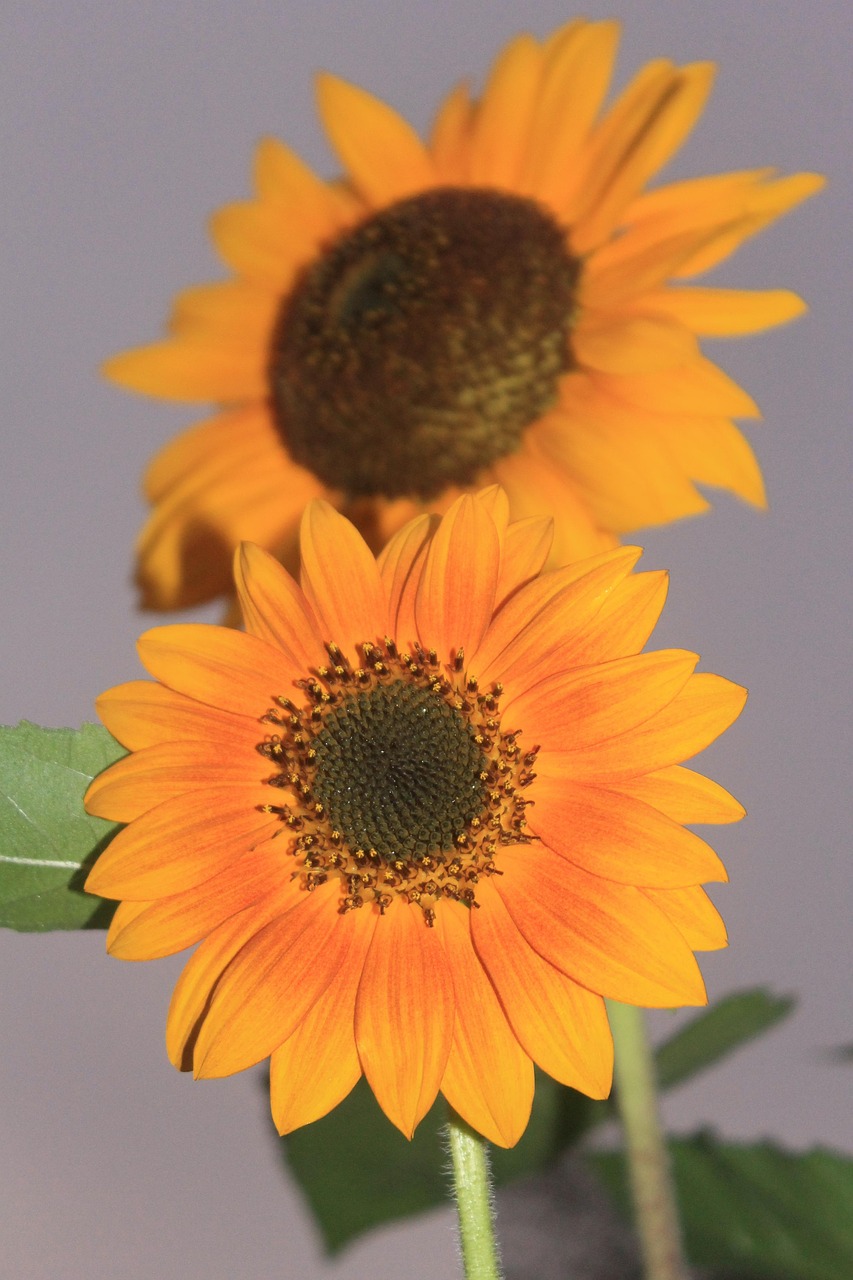 sun flower plant flora free photo