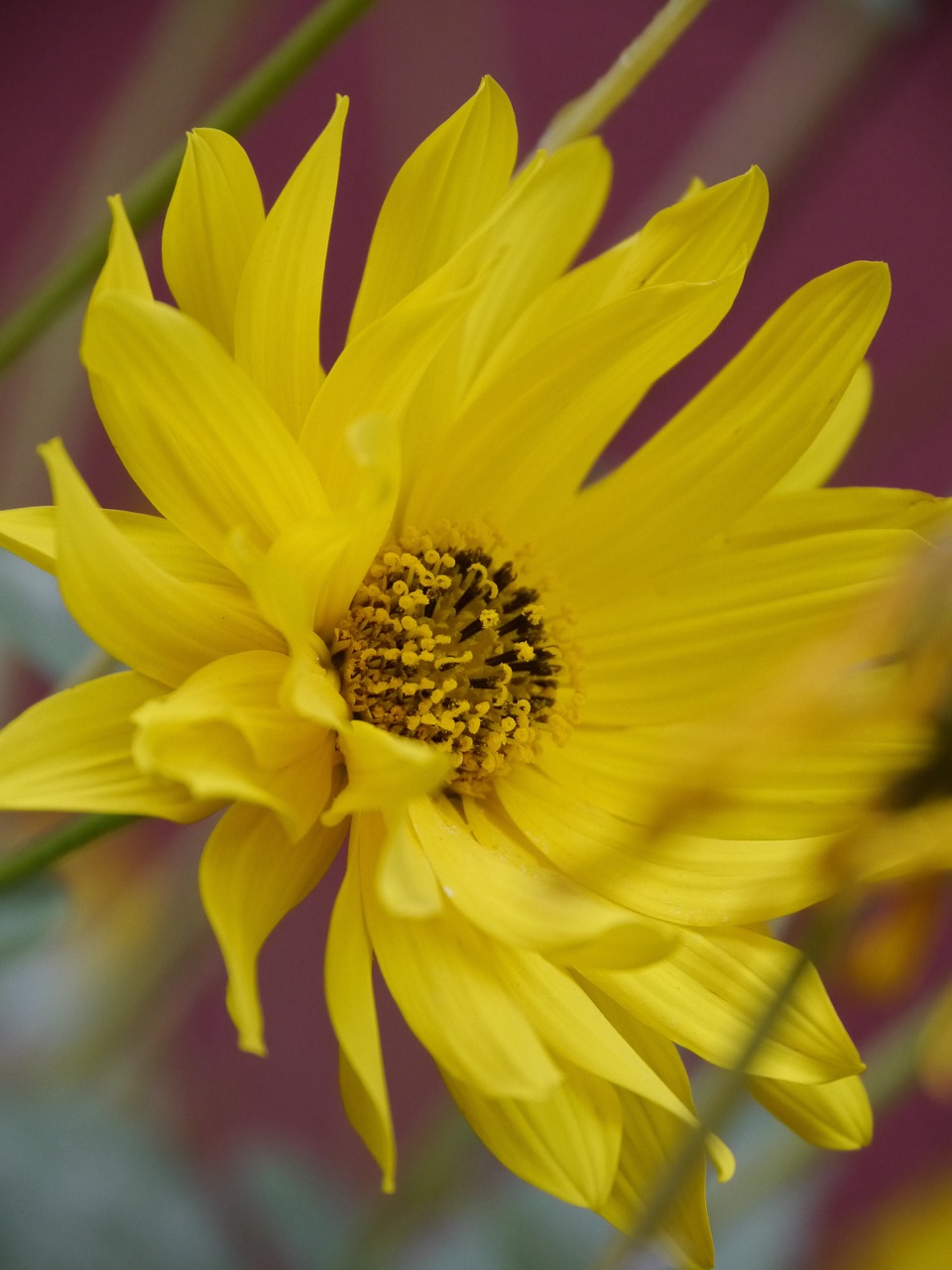 sun flower flower bloom free photo