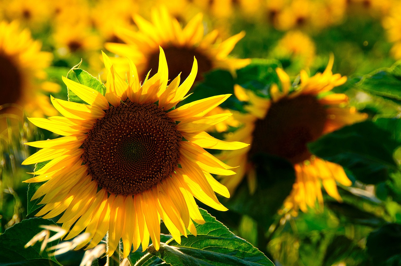 sun flower back light colorful free photo