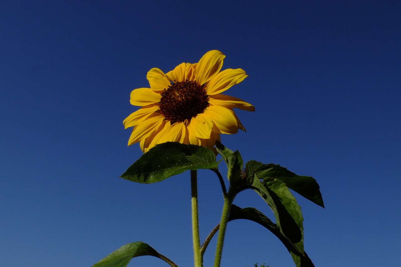 sun flower yellow sky free photo