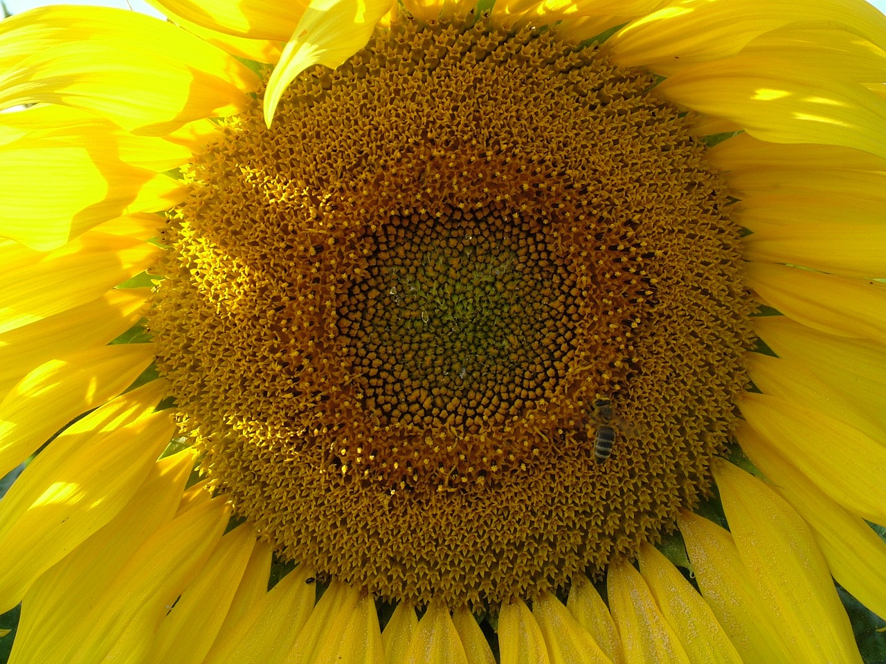 sun flower flower blossom free photo