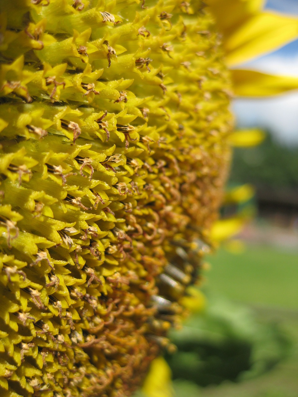 sun flower yellow plant free photo