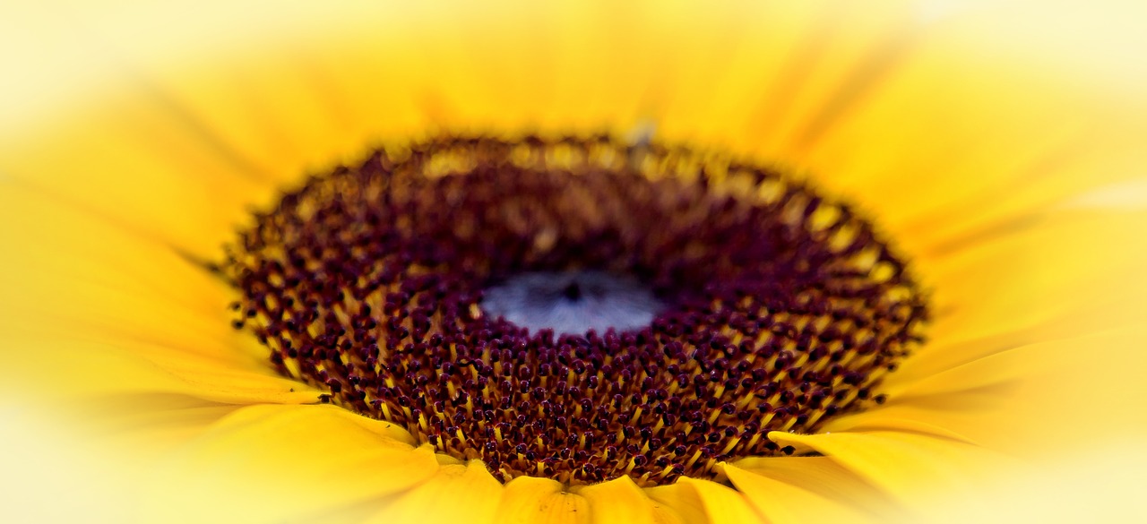 sun flower summer yellow free photo