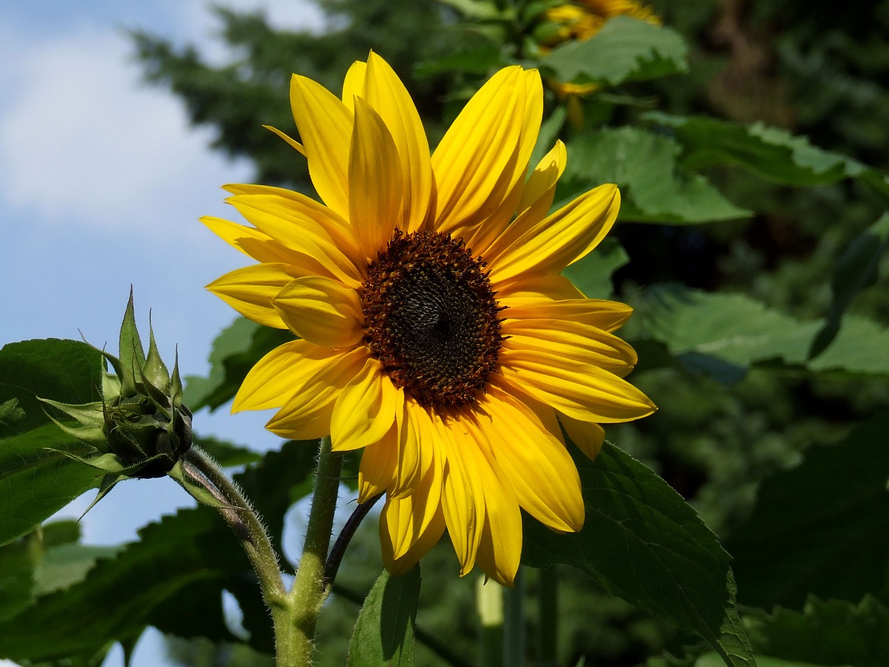 sun flower garden summer free photo