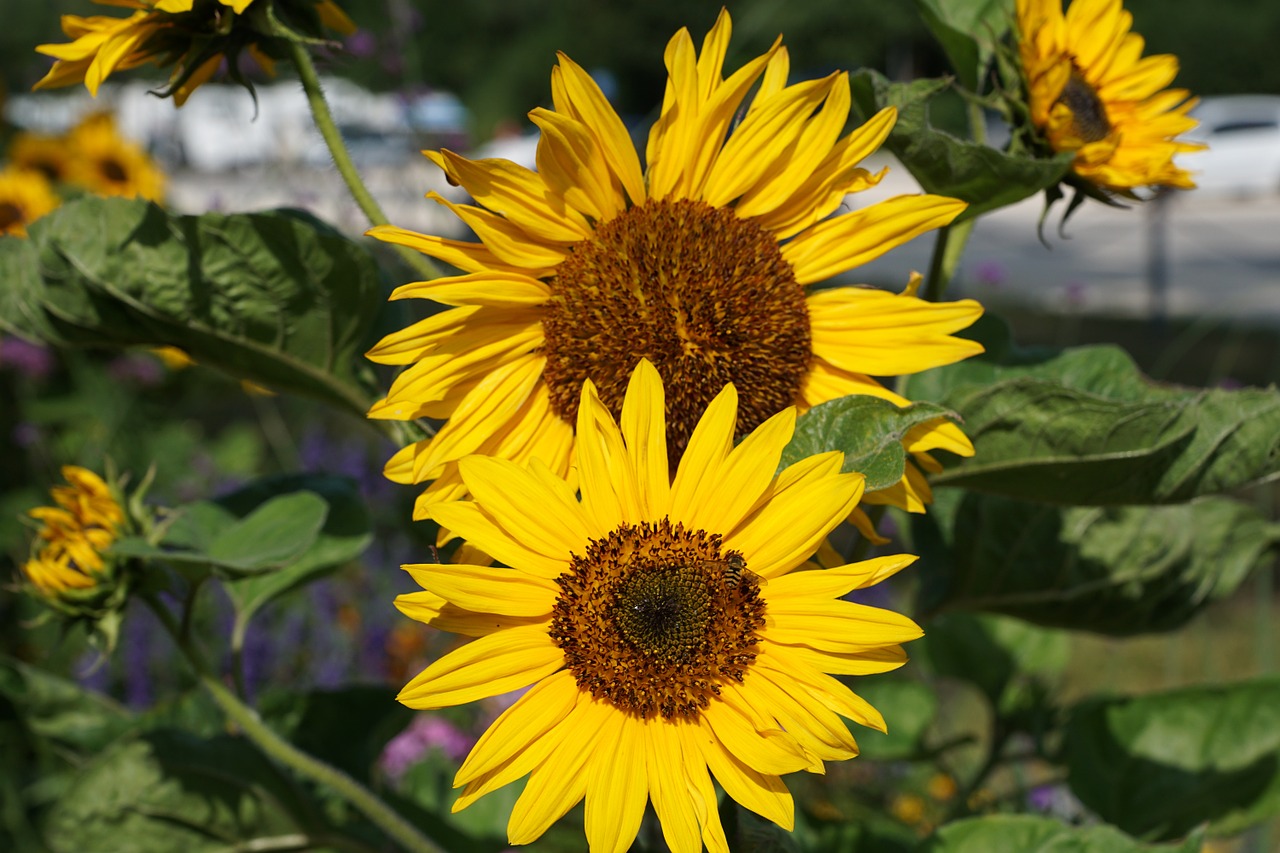 sun flower flower yellow free photo