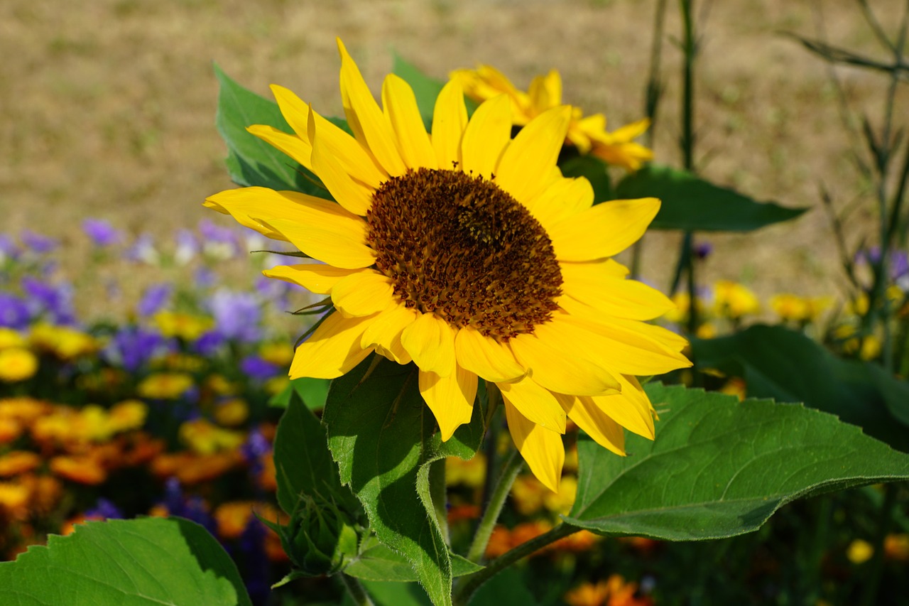 sun flower flower yellow free photo