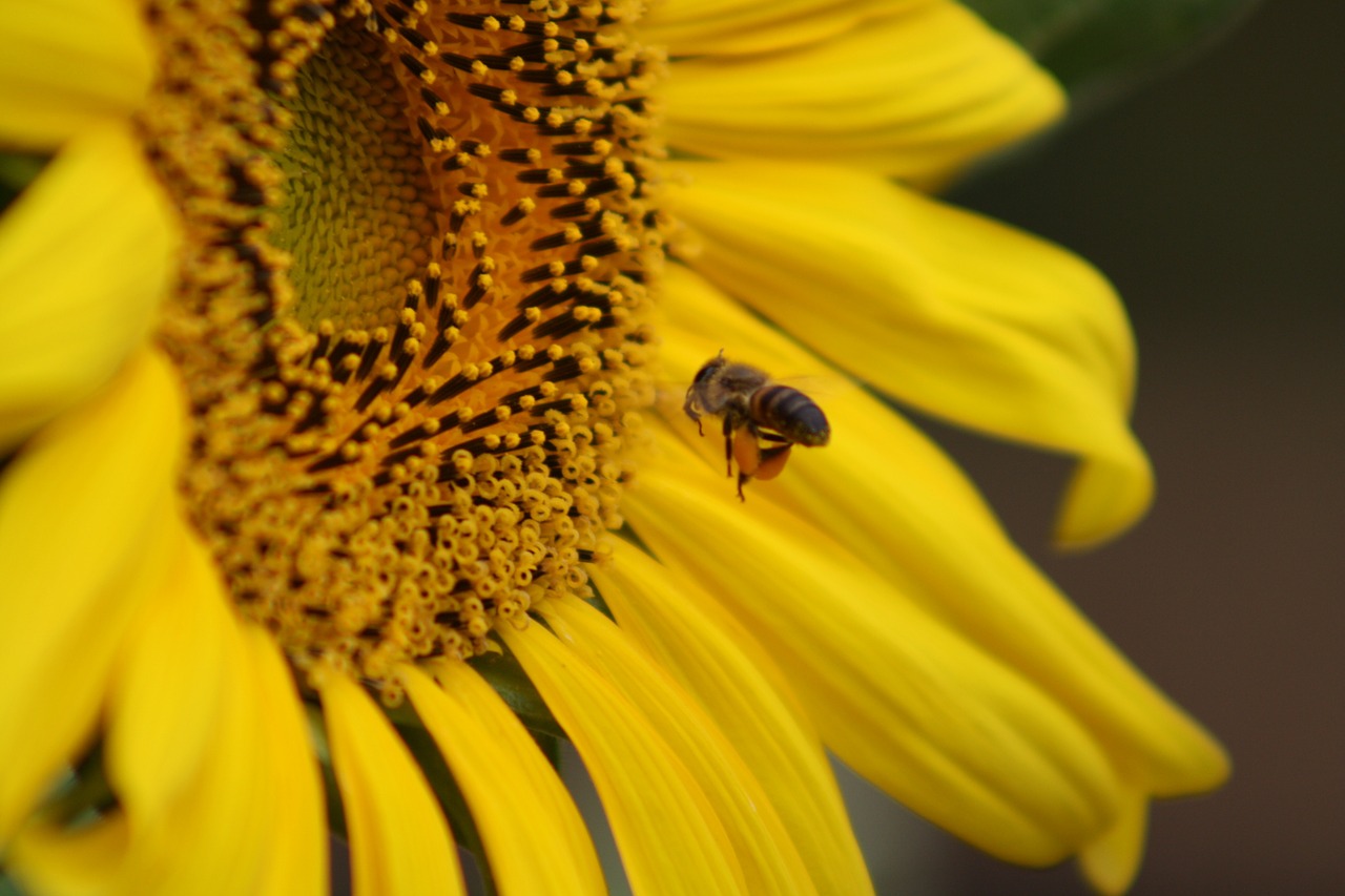 sun flower bee macro free photo