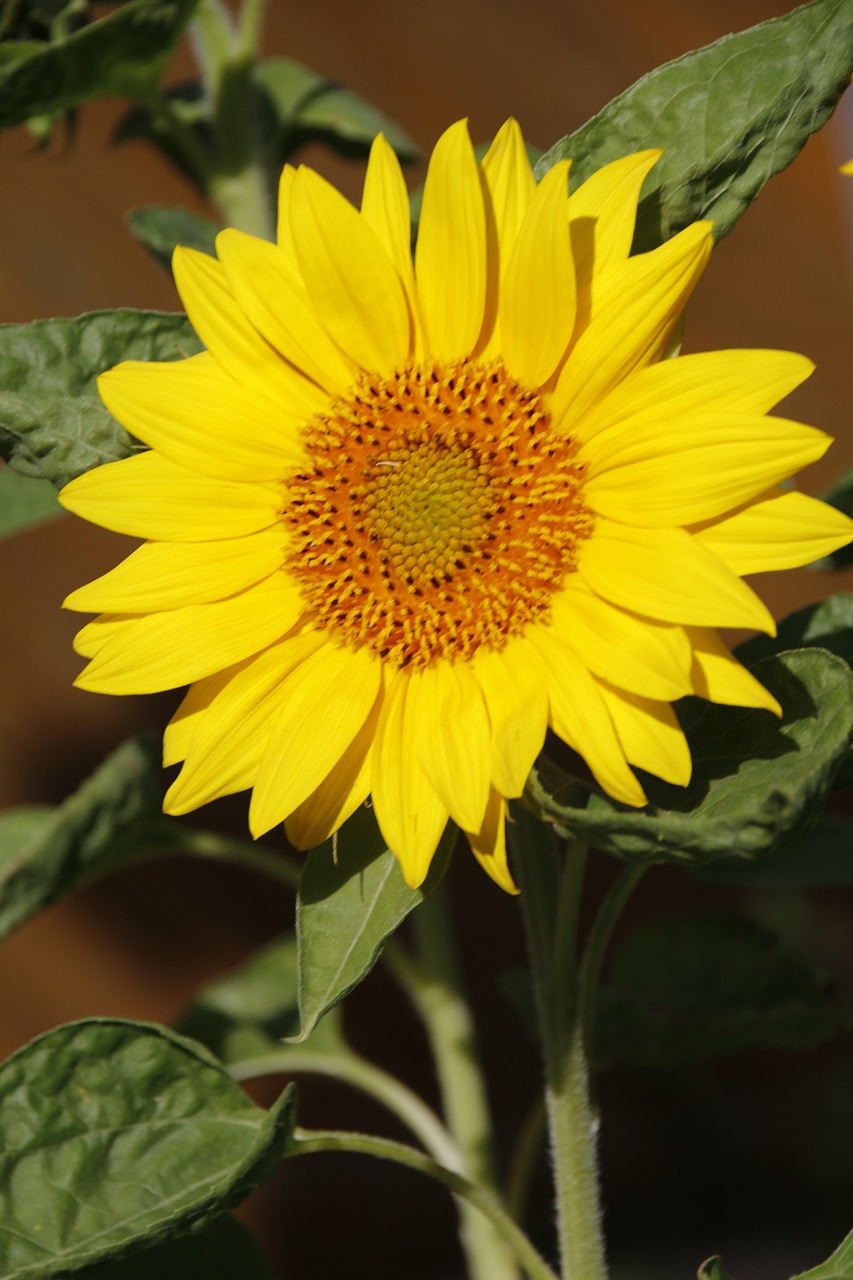 sun flower large blossom free photo