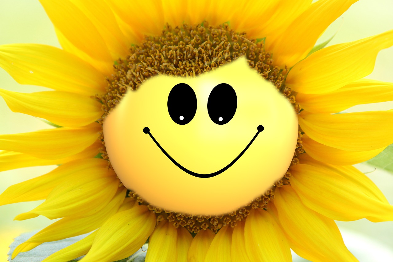 sun flower flower smiley free photo