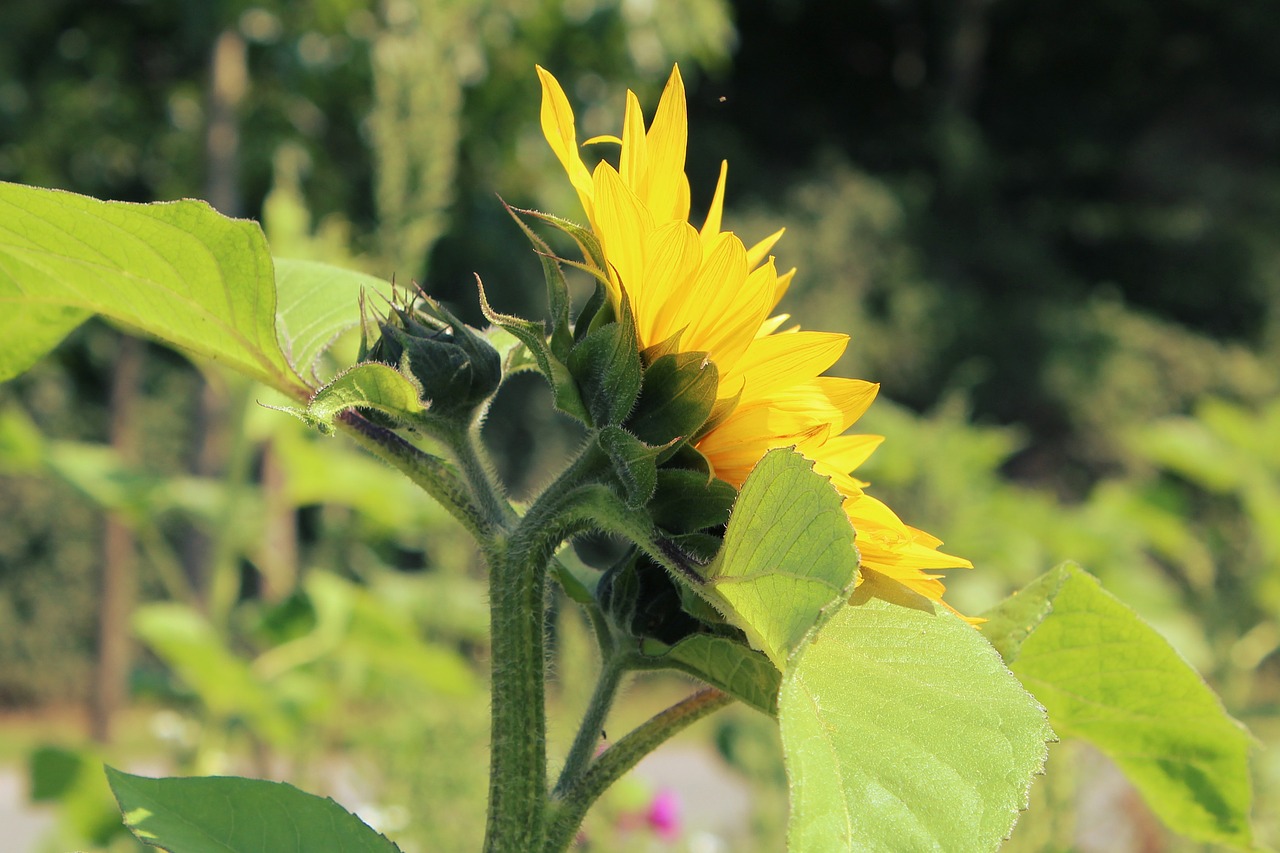 sun flower flower summer free photo