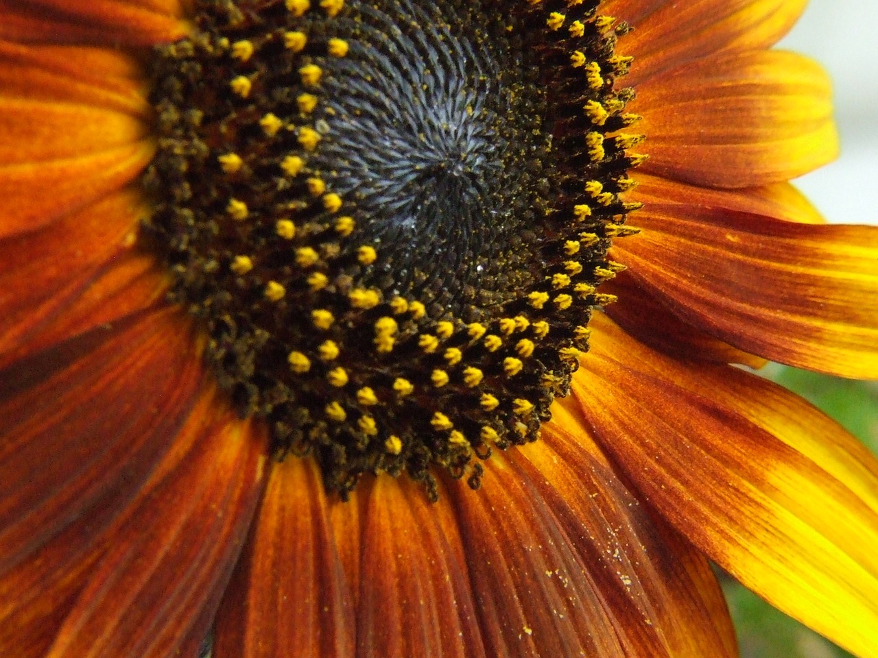 sun flower summer flower blossom free photo