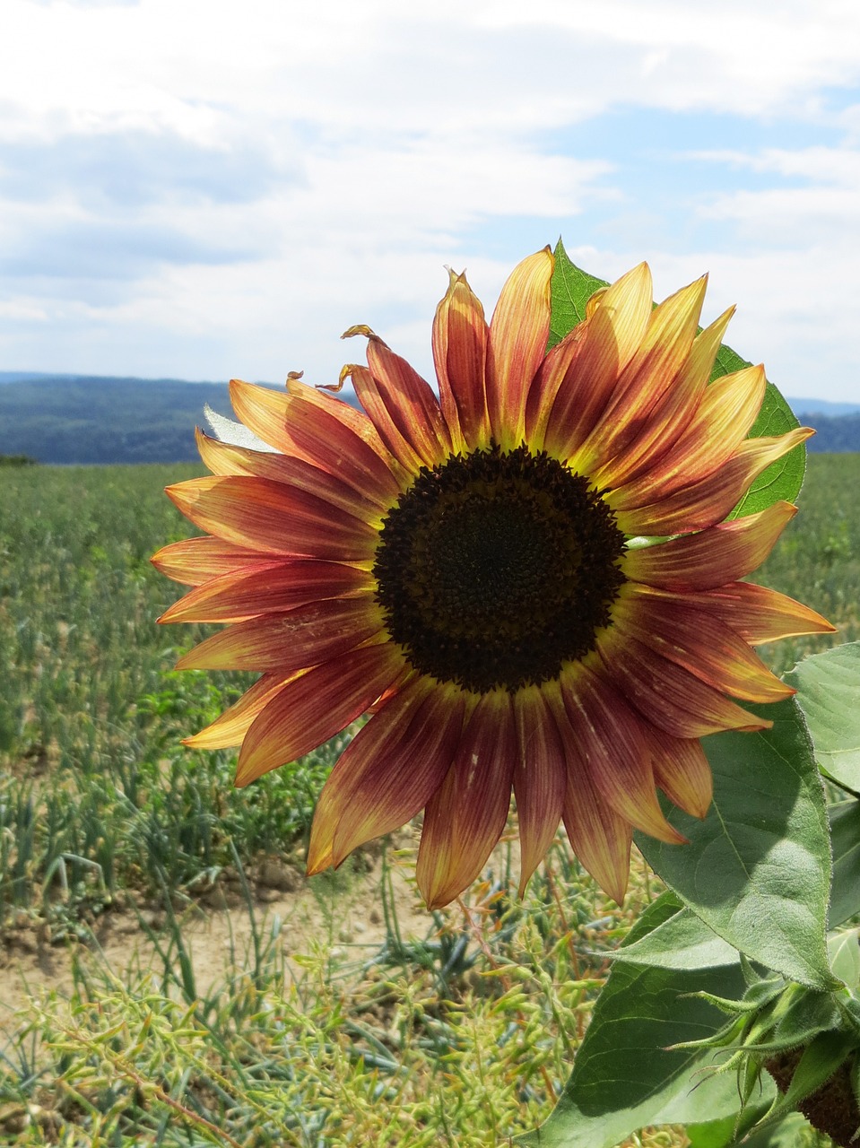 sun flower blossom bloom free photo