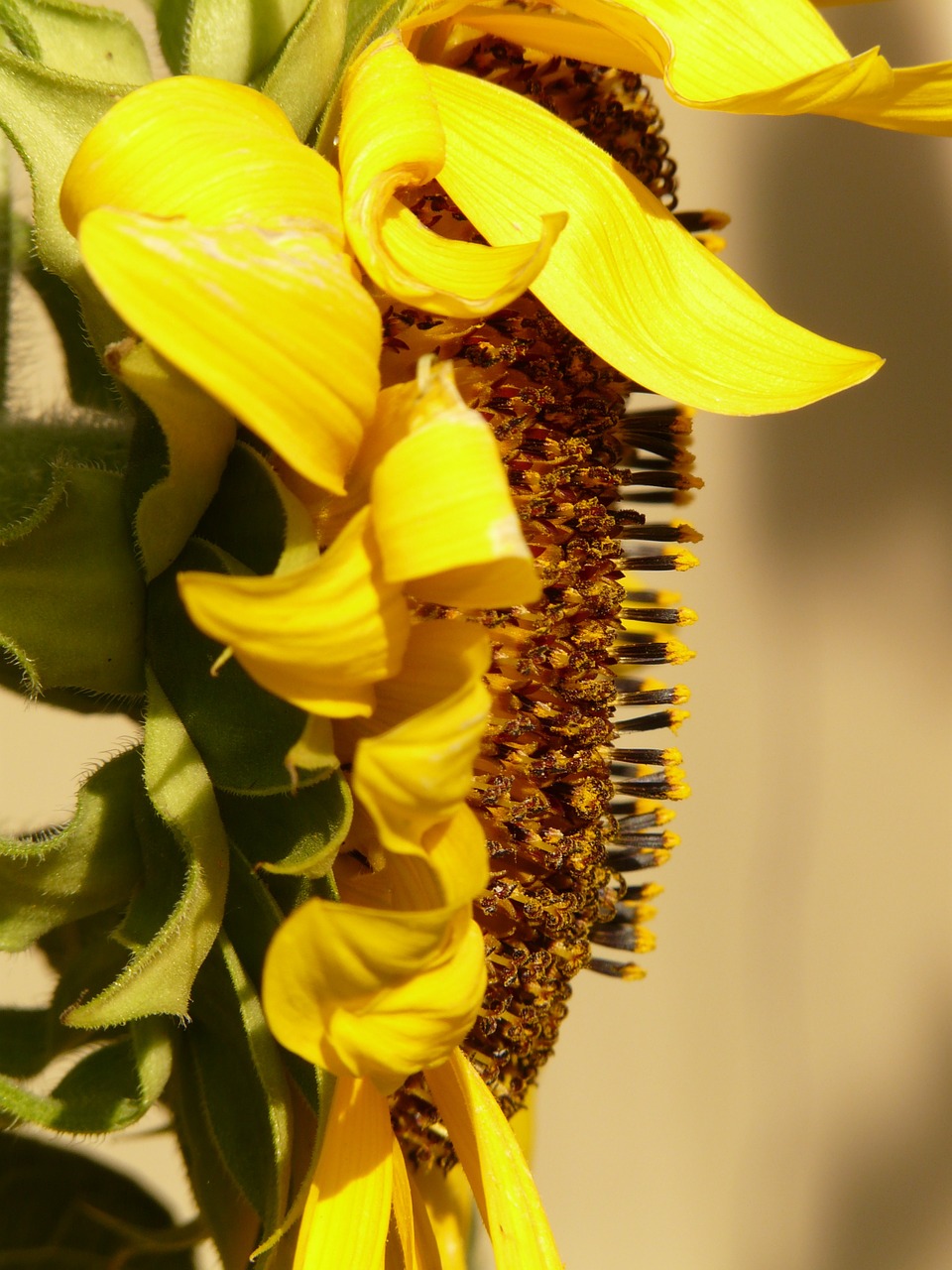 sun flower helianthus annuus flower free photo