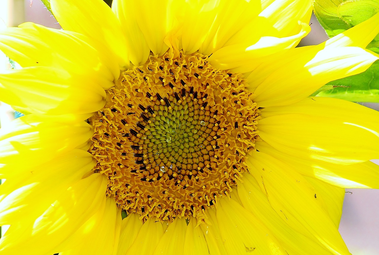 sun flower blossom bloom free photo