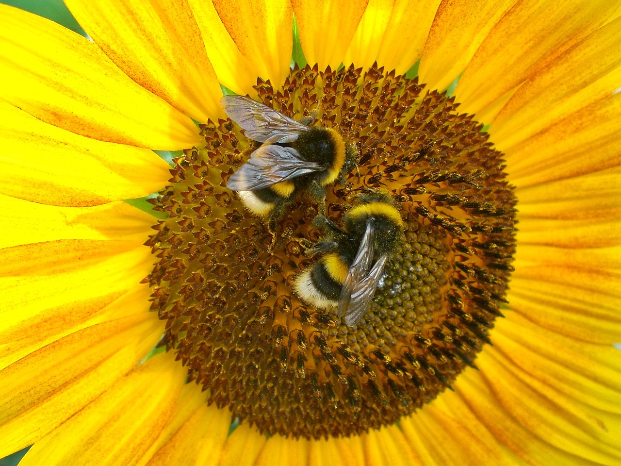 sun flower bees yellow free photo