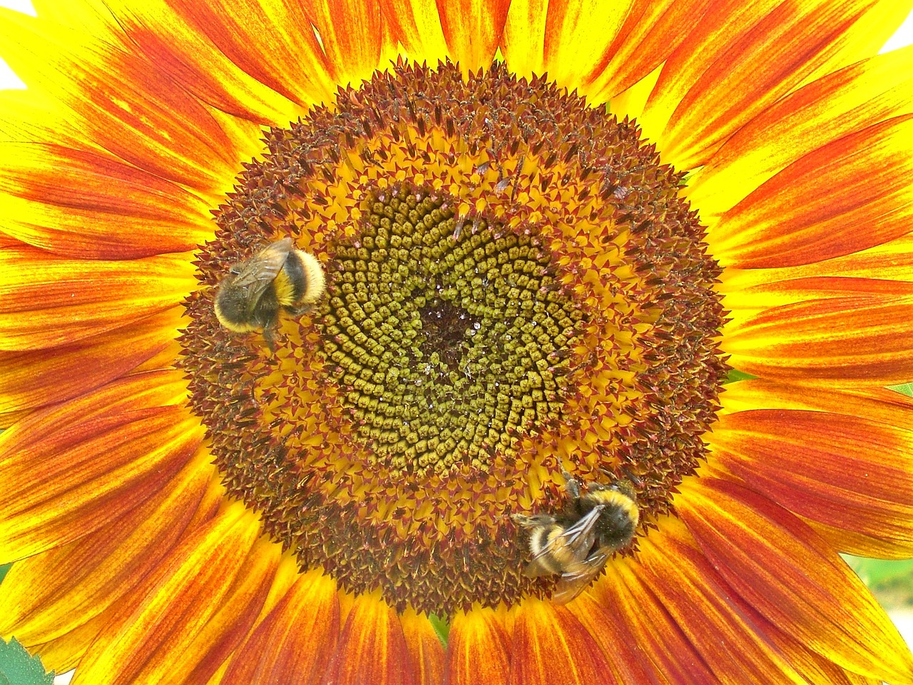 sun flower hummel pollination free photo